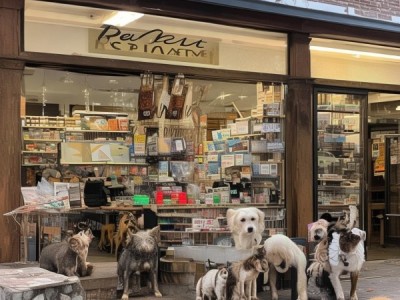从宠物行业看，Why You Should Choose a Lower-End Shop in Pet Industry